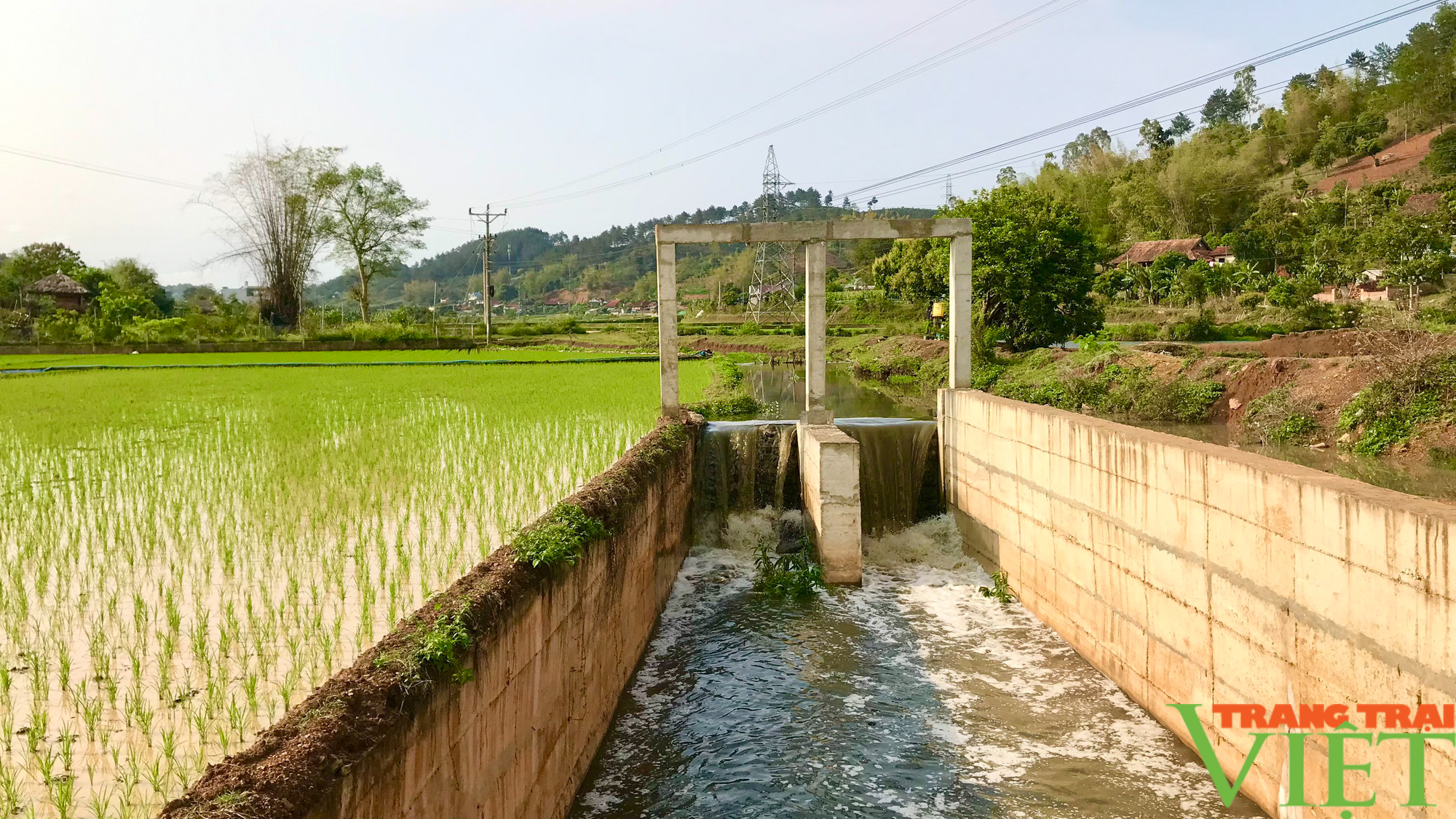 Mai Sơn: Đảm bảo nguồn nước cho trên 1.200 ha lúa xuân - Ảnh 5.