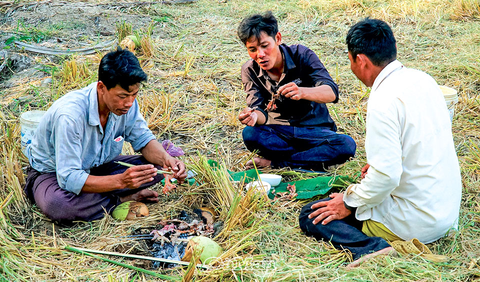 Í ới gọi nhau, người cầm gậy, kẻ cầm rập kéo nhau đi bắt loài &quot;gà đồng&quot;, thui rơm ăn ngay ruộng ở Cà Mau - Ảnh 4.