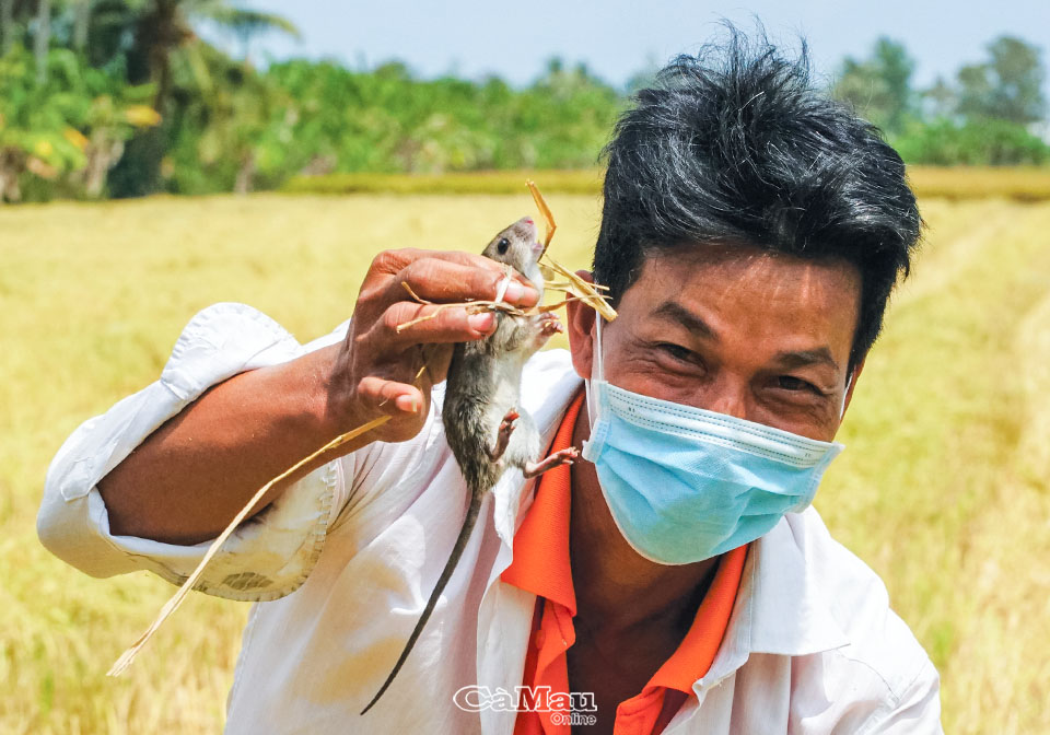 Í ới gọi nhau, người cầm gậy, kẻ cầm rập kéo nhau đi bắt loài &quot;gà đồng&quot;, thui rơm ăn ngay ruộng ở Cà Mau - Ảnh 3.