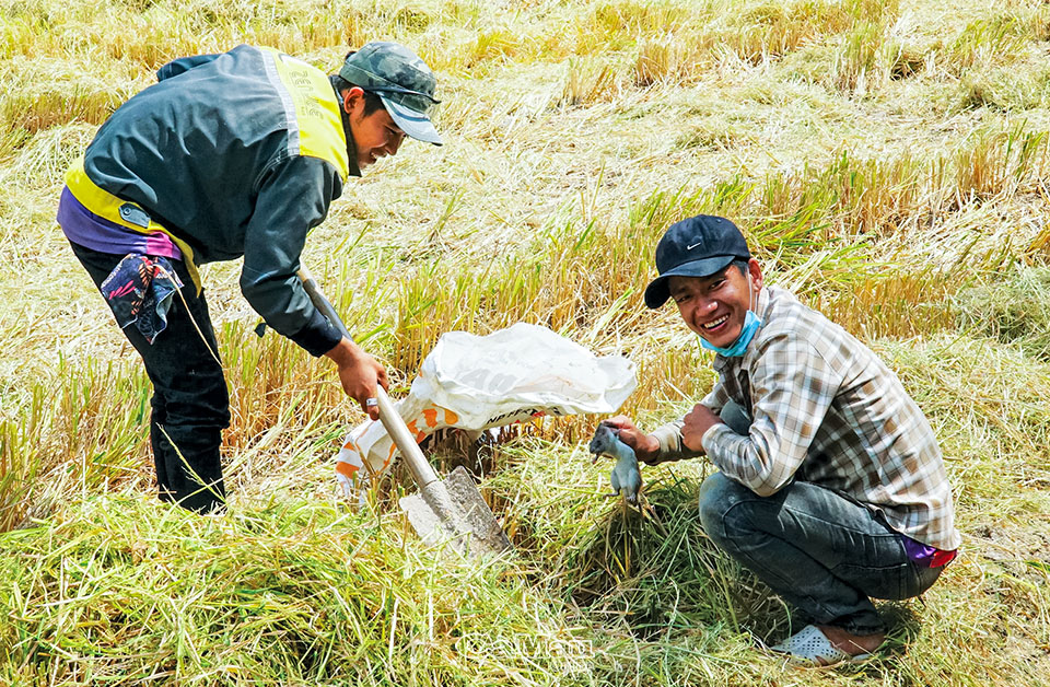 Í ới gọi nhau, người cầm gậy, kẻ cầm rập kéo nhau đi bắt loài &quot;gà đồng&quot;, thui rơm ăn ngay ruộng ở Cà Mau - Ảnh 2.