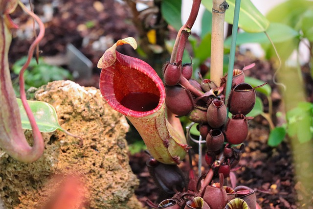 6 cây cảnh thích &quot;ăn mặn&quot;, có cây nhìn mong manh, tuyệt đẹp lại vô cũng tàn nhẫn - Ảnh 13.