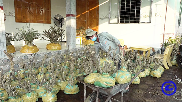 Tỉnh nào của Việt Nam là tỉnh đầu tiên của Việt Nam vừa xuất khẩu thành công cây mai nu chiếu thủy ra nước ngoài? - Ảnh 1.