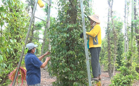 Cám cảnh trồng tiêu ở Đồng Nai, giá tiêu giảm, trái lèo tèo, nông dân lại đau đầu vì điều này đây