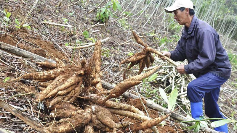 Trung Quốc rất &quot;khát&quot; mặt hàng này, tăng nhập của Việt Nam về làm thức ăn chăn nuôi - Ảnh 1.