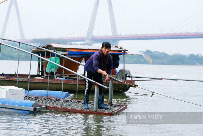 Cuộc sống người dân &quot;xóm chài&quot; Hà Nội vốn nặng gánh cơm áo nay lại &quot;còng lưng&quot; thêm nỗi lo bão giá (bài 2) - Ảnh 10.