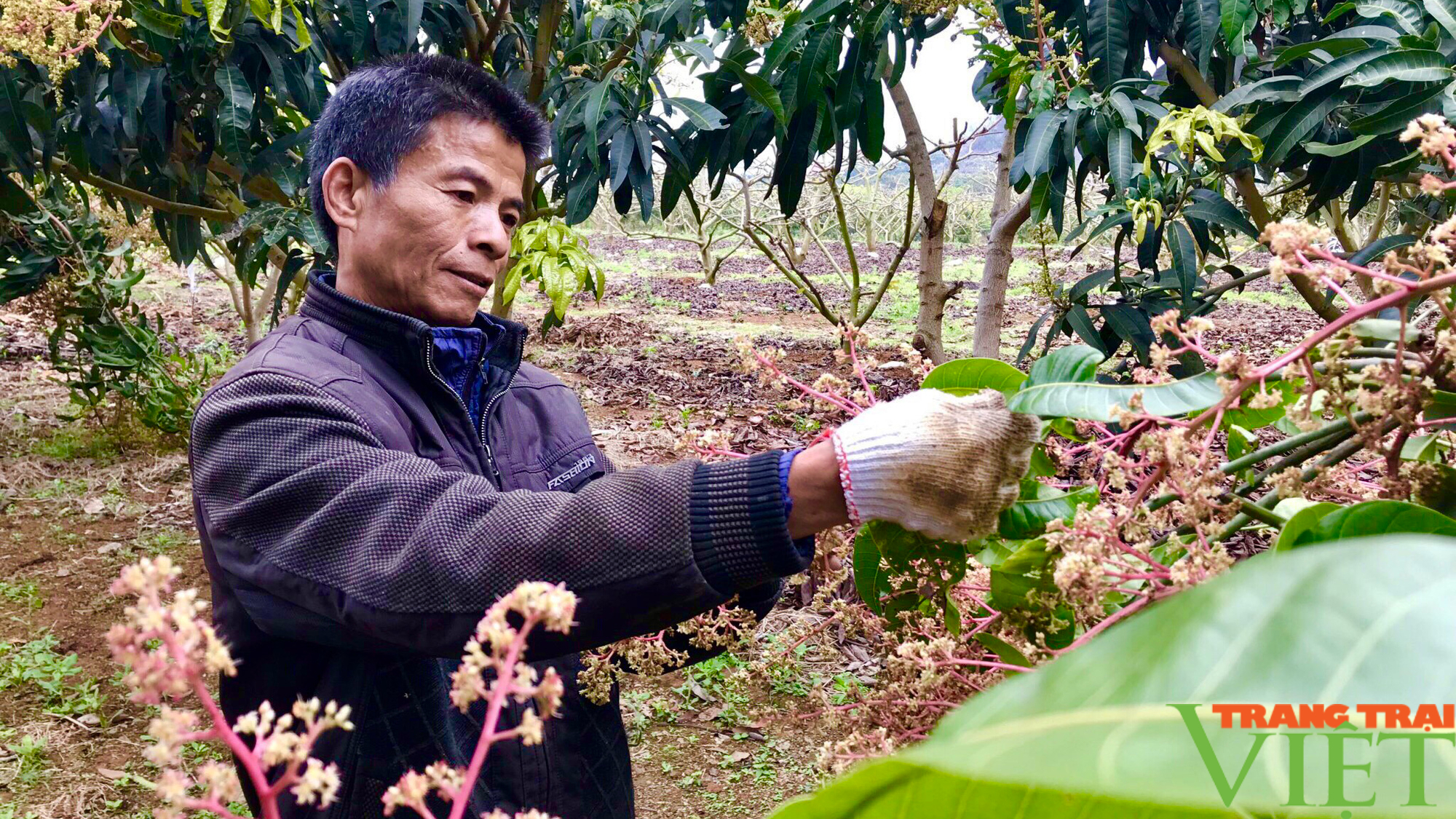 Sơn La: Thay đổi tư duy sản xuất nông nghiệp ở huyện vùng cao - Ảnh 4.