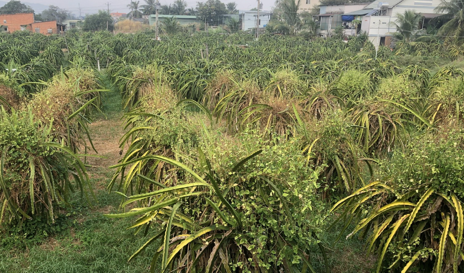Bình Thuận: Nhiều nông dân bỏ thanh long chuyển sang cây trồng khác - Ảnh 1.