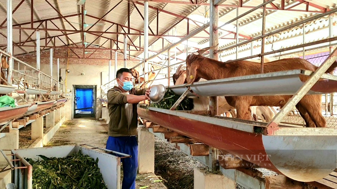 Hà Giang Hiệu quả mô hình nuôi dê nhốt chuồng ở Vị Xuyên  Tạp chí Chăn  nuôi Việt Nam
