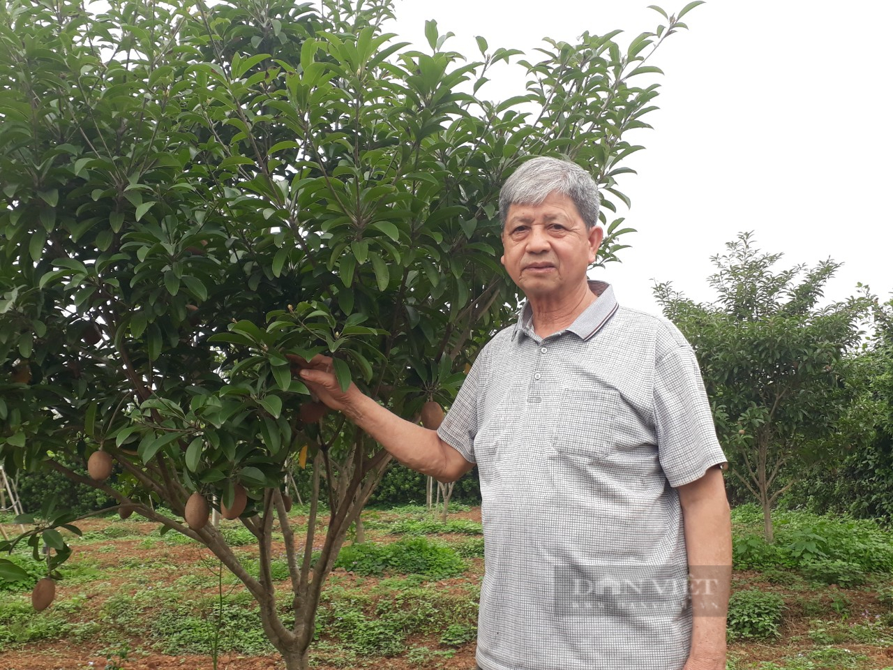 Trồng cây ăn quả kết hợp làm vườn ươm cây giống, lão nông Thái Nguyên thu gần tỷ đồng mỗi năm - Ảnh 5.