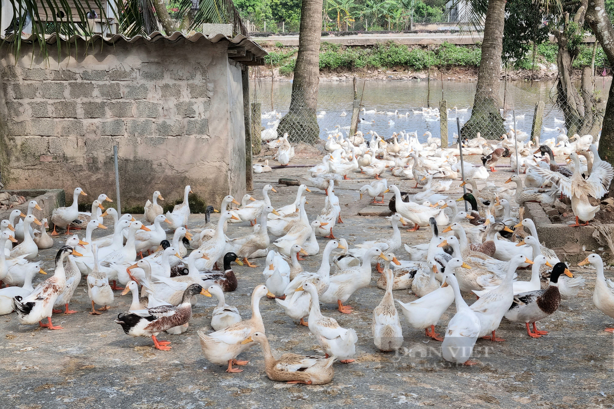 Giá thức ăn tăng nhanh, người nuôi vịt lấy trứng ấp choáng váng - Ảnh 3.