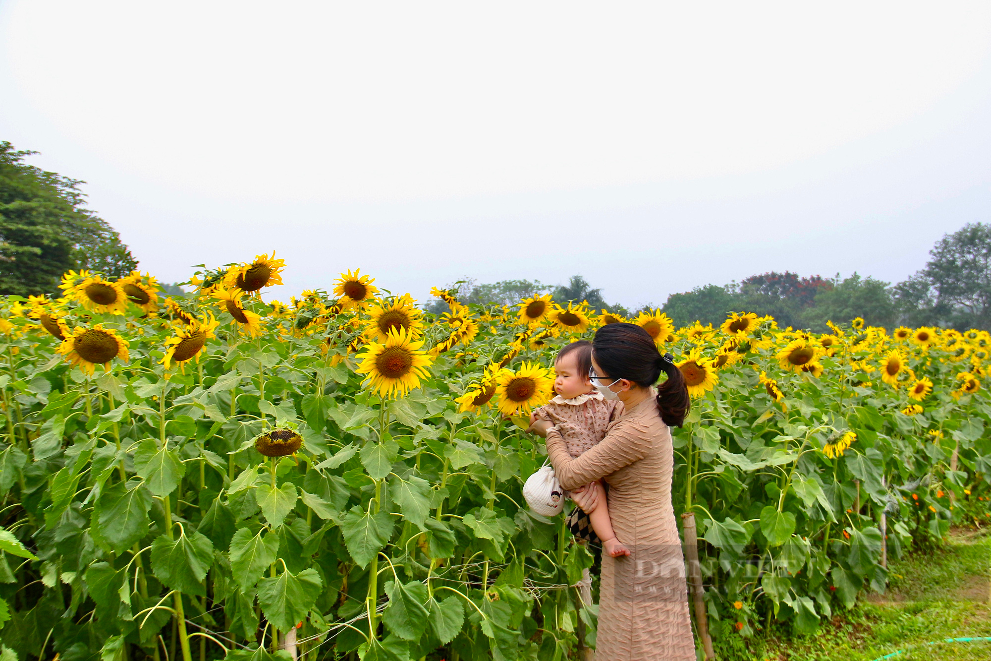 Mê mẩn trước cánh đồng hoa hướng dương nở rực sắc vàng &quot;hút&quot; giới trẻ ở Hà Nội - Ảnh 8.