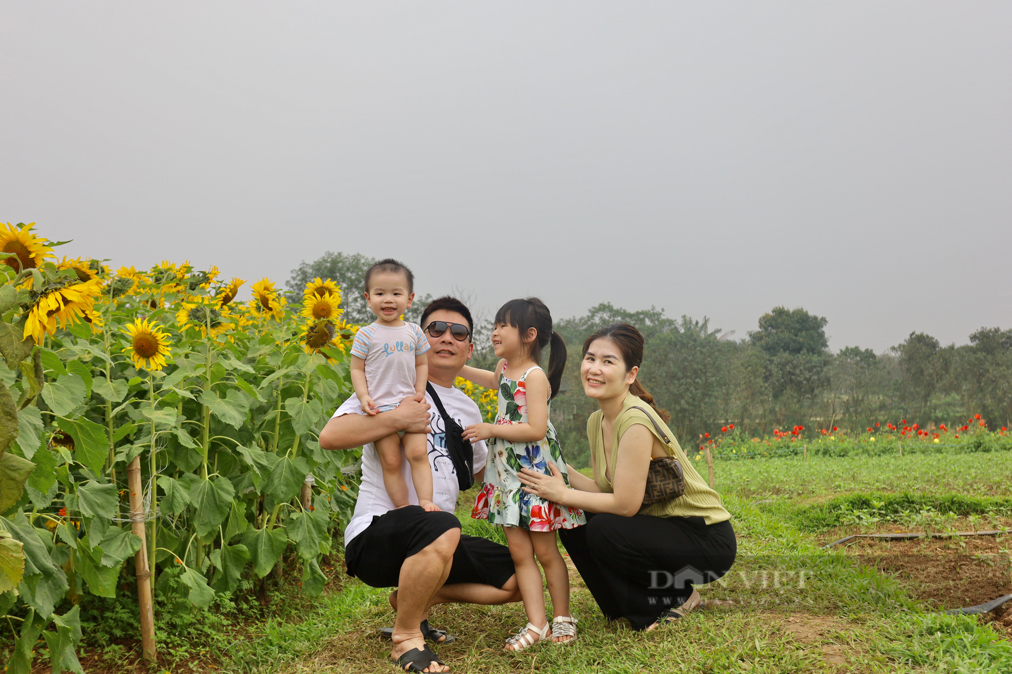 Mê mẩn trước cánh đồng hoa hướng dương nở rực sắc vàng "hút" giới trẻ ở Hà Nội - Ảnh 7.