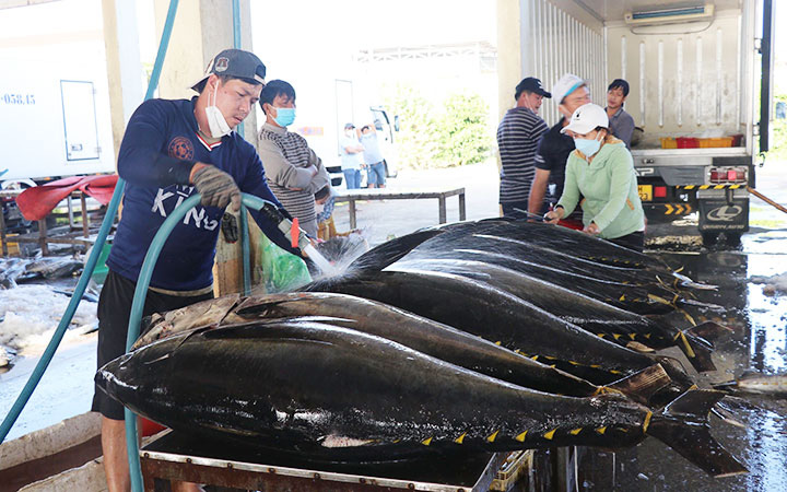 Giá bán loài cá to như con heo xuất chuồng này cao nhất trong vòng 10 năm qua, ngư dân miền Trung có tiền tiêu