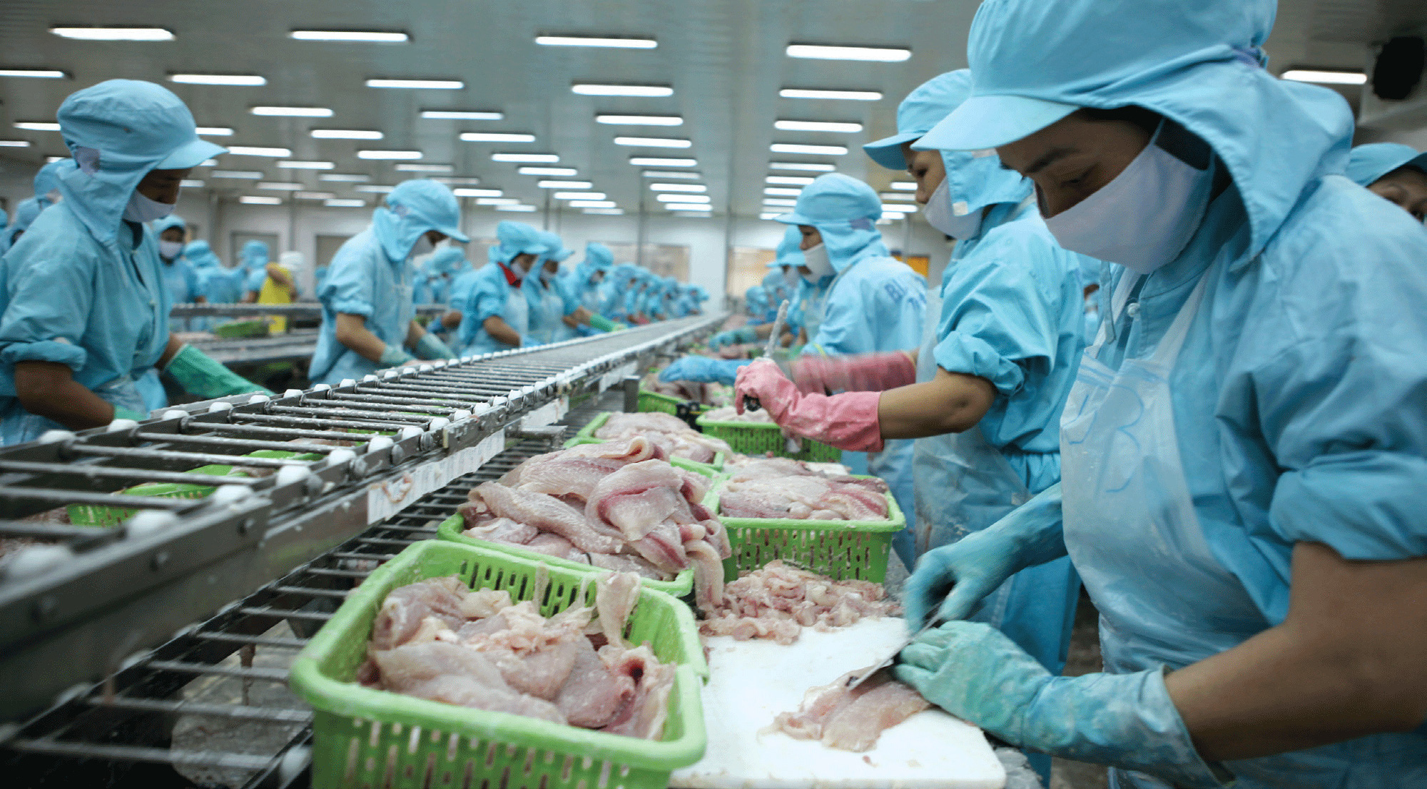 Việt Nam đang cung cấp độc quyền một loài cá cho Trung Quốc, là cá gì mà mới đầu năm Trung Quốc đã mua mạnh? - Ảnh 1.