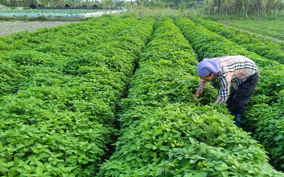 Ruộng trồng mấy thứ rau thơm khắp đồng, ai ngờ nông dân này ở Bắc Giang thu nhiều tiền hơn gấp mấy lần cấy lúa