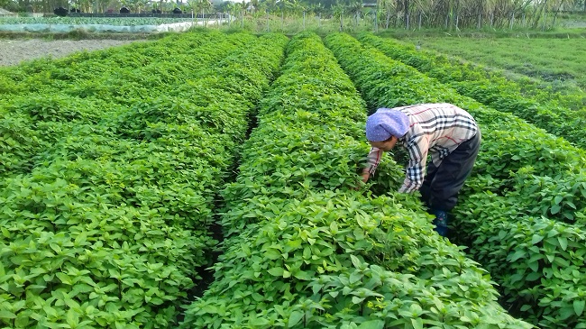 Ruộng trồng mấy thứ rau thơm khắp đồng, ai ngờ nông dân này ở Bắc Giang thu nhiều tiền hơn gấp mấy lần cấy lúa - Ảnh 1.