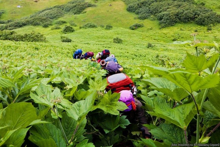 Vùng đất thần kỳ ở Nga, cây cối khổng lồ đến khó tin, cứ như bước vào trong truyện cổ tích - Ảnh 8.