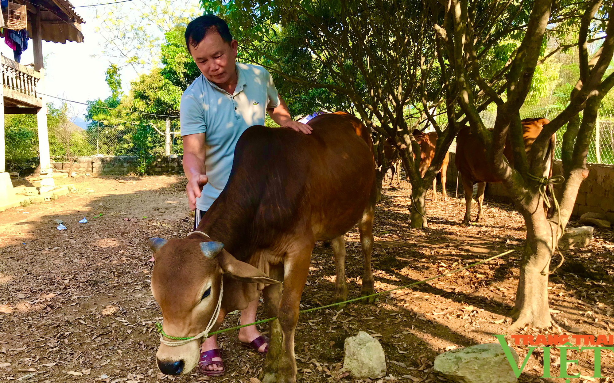 Lão nông xã vùng cao thu nhập tốt nhờ nuôi bò sinh sản kết hợp vỗ béo - Ảnh 2.