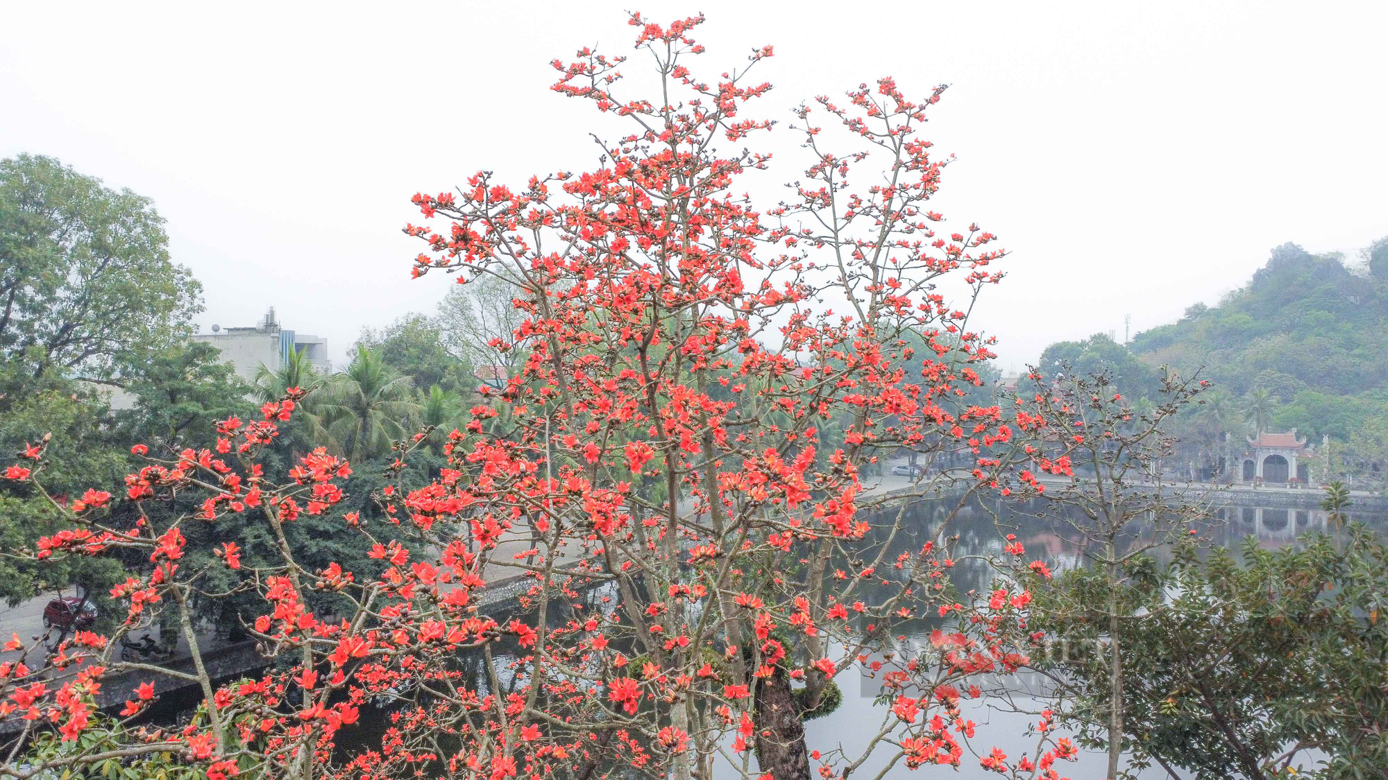 Hoa gạo nở đỏ rực bên ngôi chùa nghìn năm tuổi tại Hà Nội - Ảnh 4.