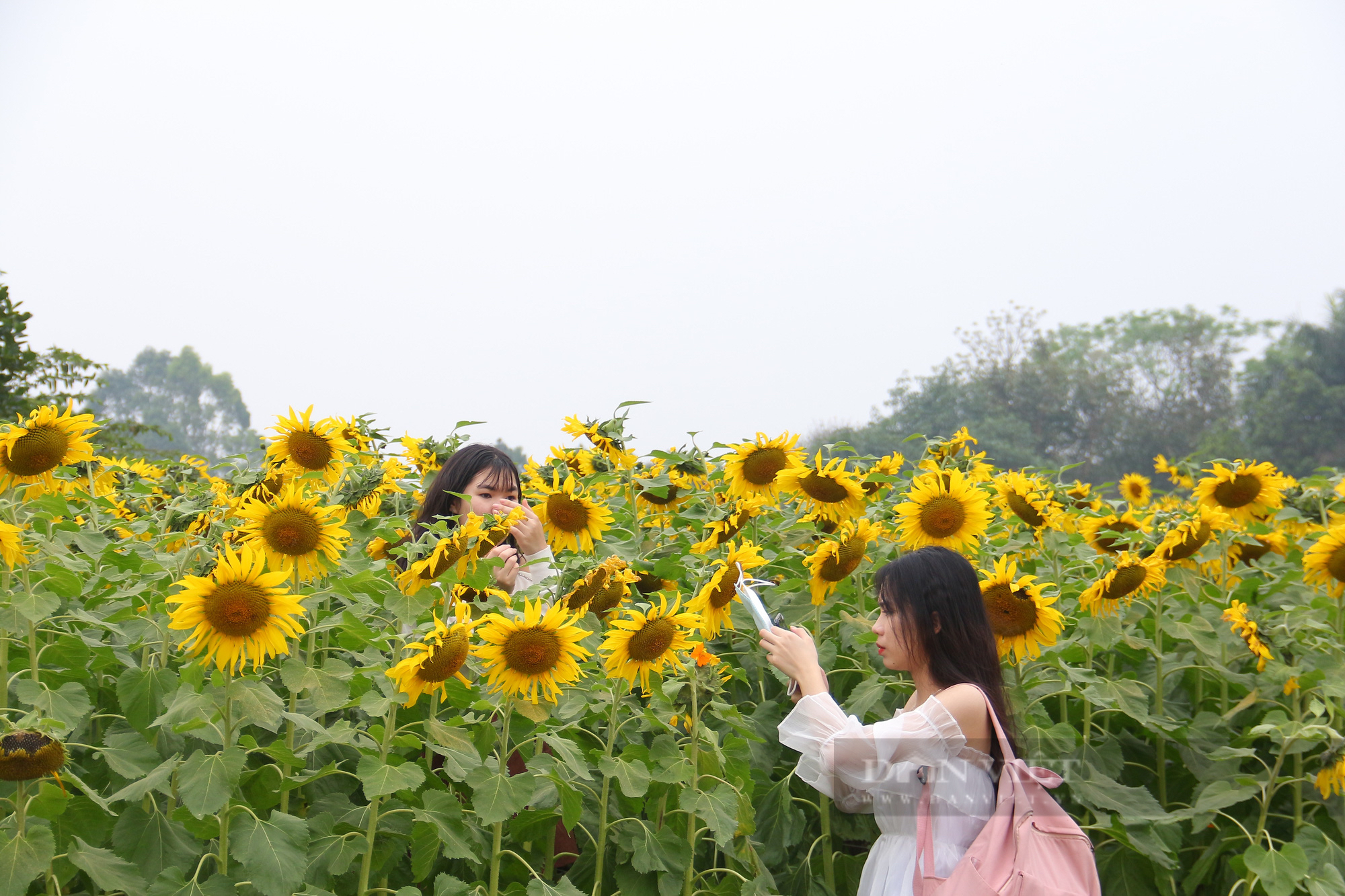 Mê mẩn trước cánh đồng hoa hướng dương nở rực sắc vàng &quot;hút&quot; giới trẻ ở Hà Nội - Ảnh 9.