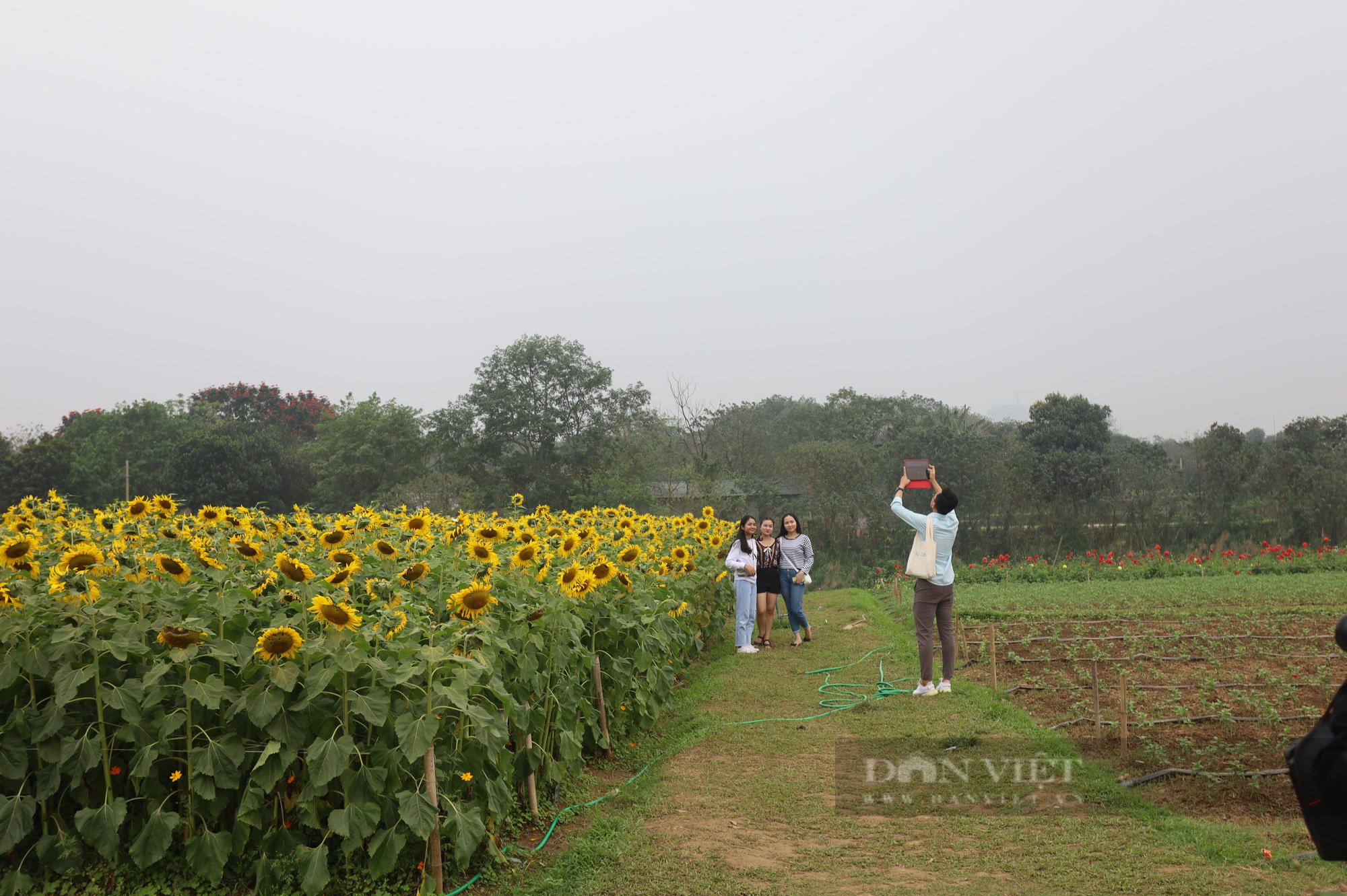 Mê mẩn trước cánh đồng hoa hướng dương nở rực sắc vàng "hút" giới trẻ ở Hà Nội - Ảnh 4.