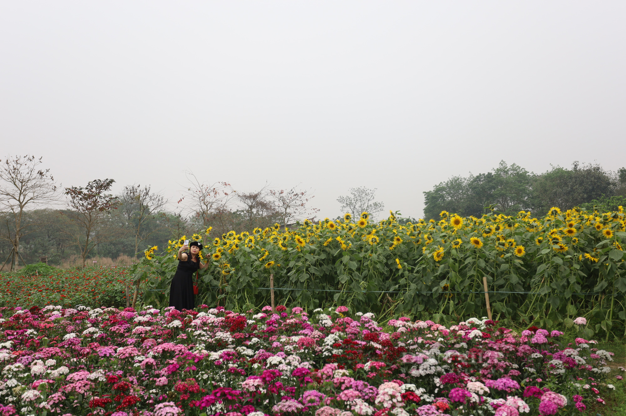 Mê mẩn trước cánh đồng hoa hướng dương nở rực sắc vàng "hút" giới trẻ ở Hà Nội - Ảnh 11.