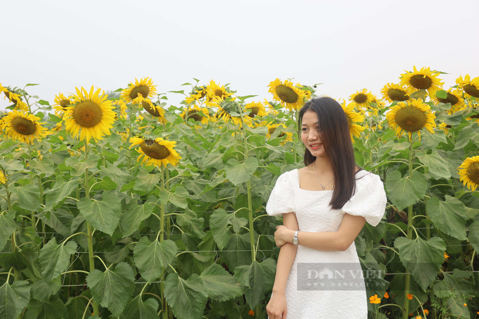 Mê mẩn trước cánh đồng hoa hướng dương nở rực sắc vàng "hút" giới trẻ ở Hà Nội - Ảnh 5.