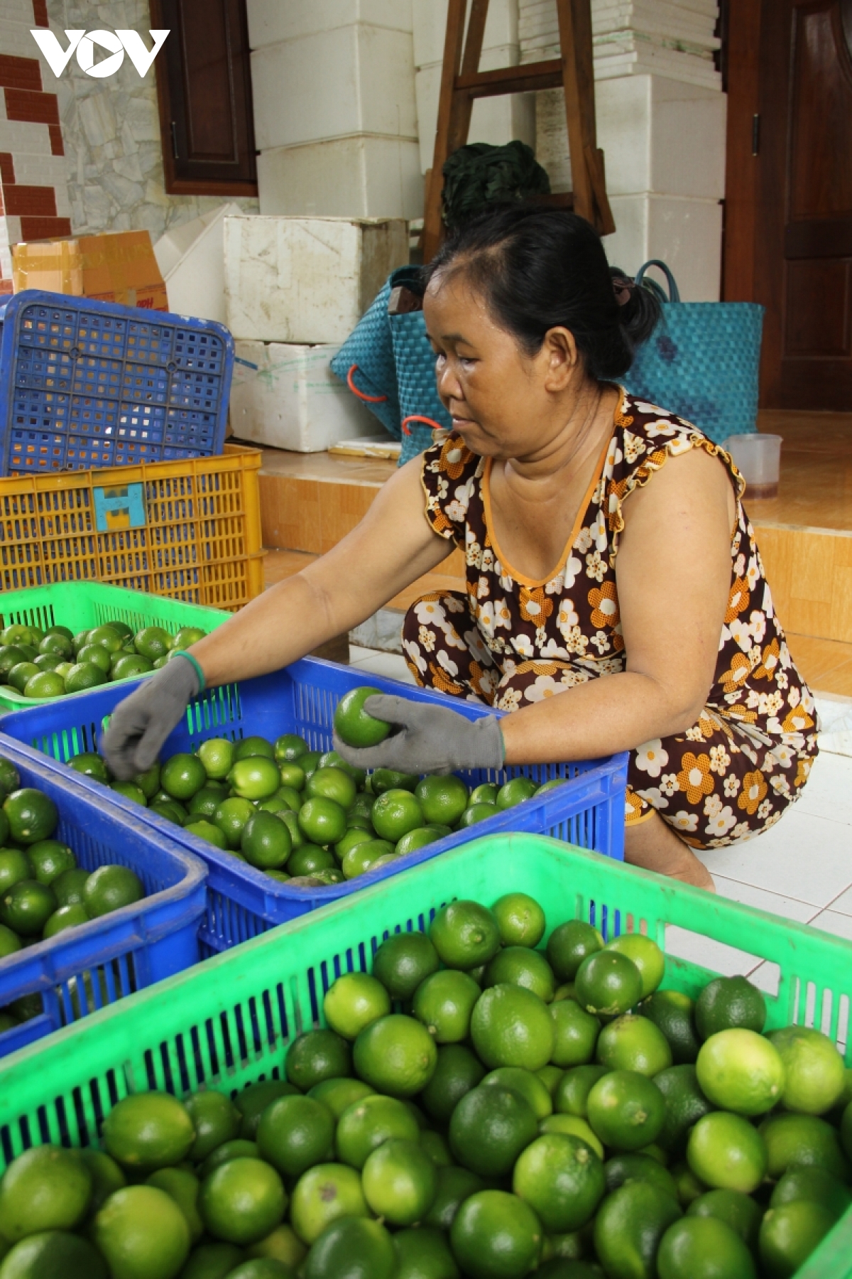 Giá chanh không hạt tăng gần gấp đôi - Ảnh 1.