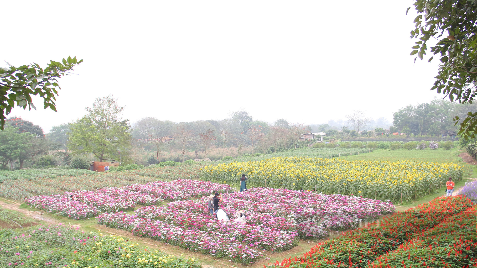 Mê mẩn trước cánh đồng hoa hướng dương nở rực sắc vàng "hút" giới trẻ ở Hà Nội - Ảnh 1.