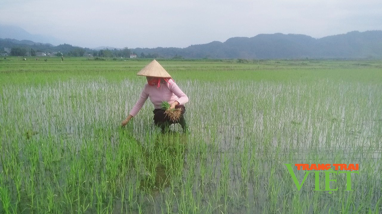 Nông dân Lai Châu chủ động chăm sóc lúa Đông Xuân - Ảnh 3.
