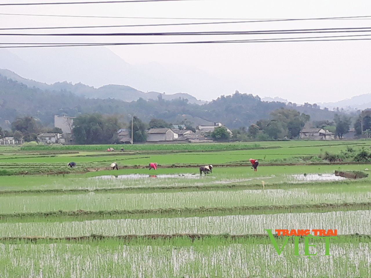 Nông dân Lai Châu chủ động chăm sóc lúa Đông Xuân - Ảnh 1.