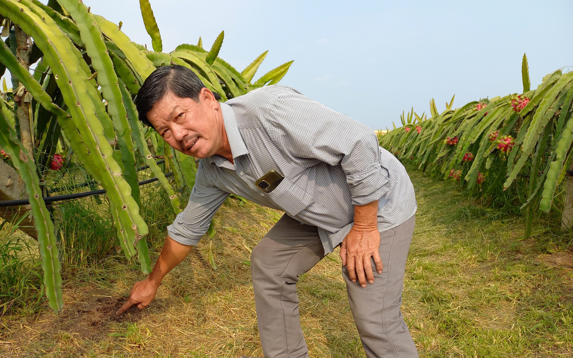 Cho thanh long "ăn" vỏ loại cây có mùi thơm nức, không ngờ anh nông dân không tốn tiền mua phân mà thu tiền tỷ