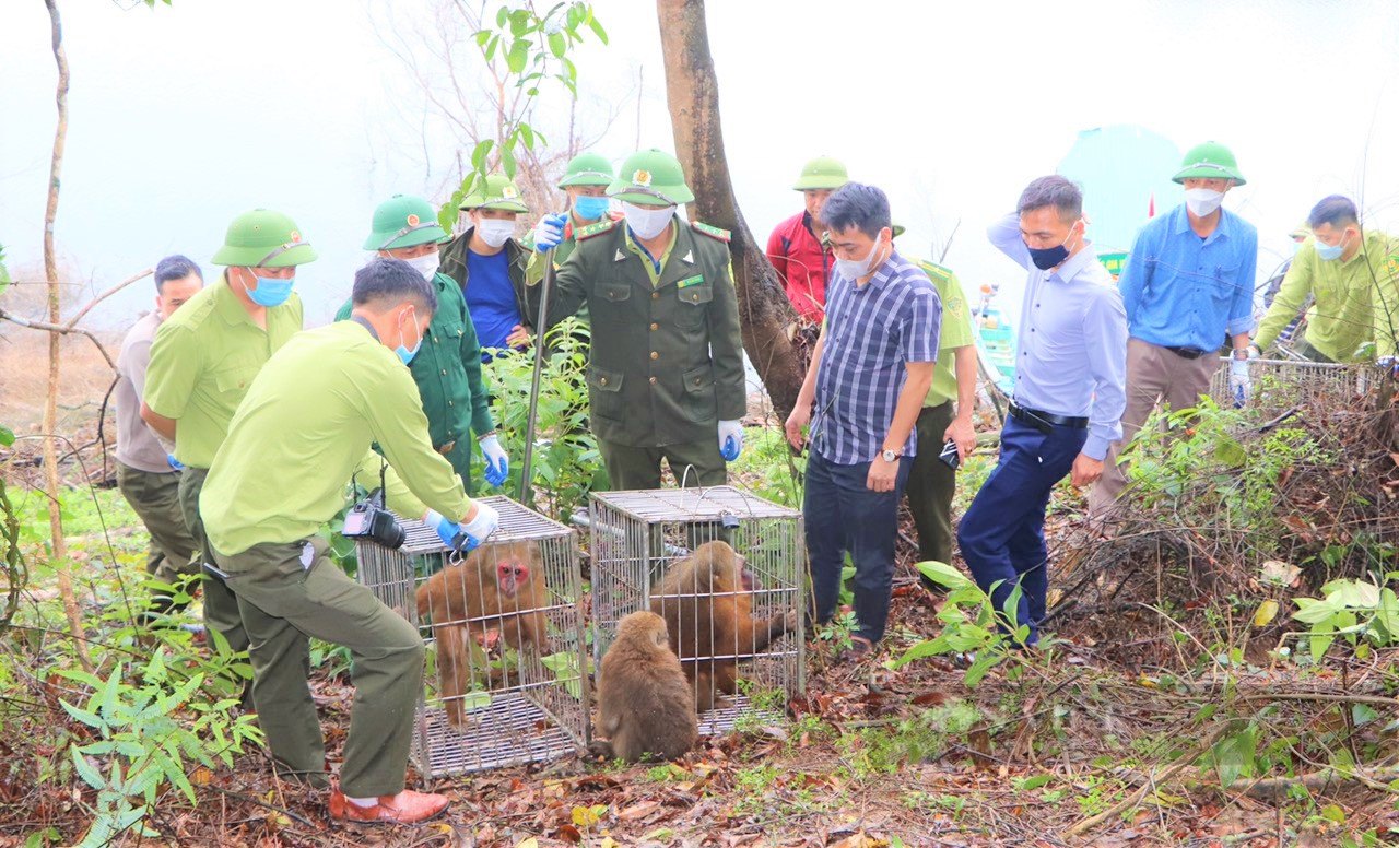 Vườn Quốc gia Vũ Quang (Hà Tĩnh) tiếp nhận và thả 39 động vật quý hiếm về môi trường tự nhiên - Ảnh 2.