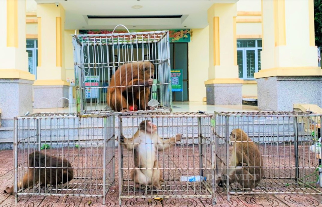 Vườn Quốc gia Vũ Quang (Hà Tĩnh) tiếp nhận và thả 39 động vật quý hiếm về môi trường tự nhiên - Ảnh 1.