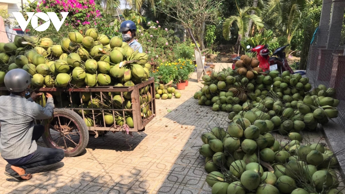 Nhiều loại trái cây ở Tiền Giang trúng mùa, trúng giá - Ảnh 1.