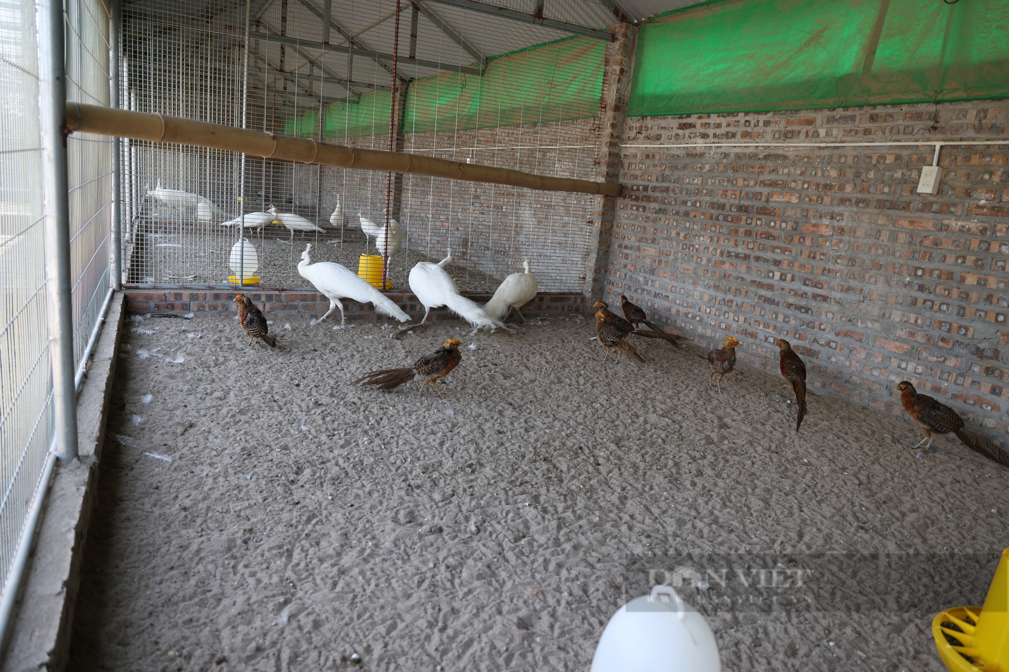 Lập trang trại nuôi loài chim hay múa, ai cũng bảo khùng nhưng chàng kỹ sư 8X thu lãi hơn nửa tỉ mỗi năm - Ảnh 2.