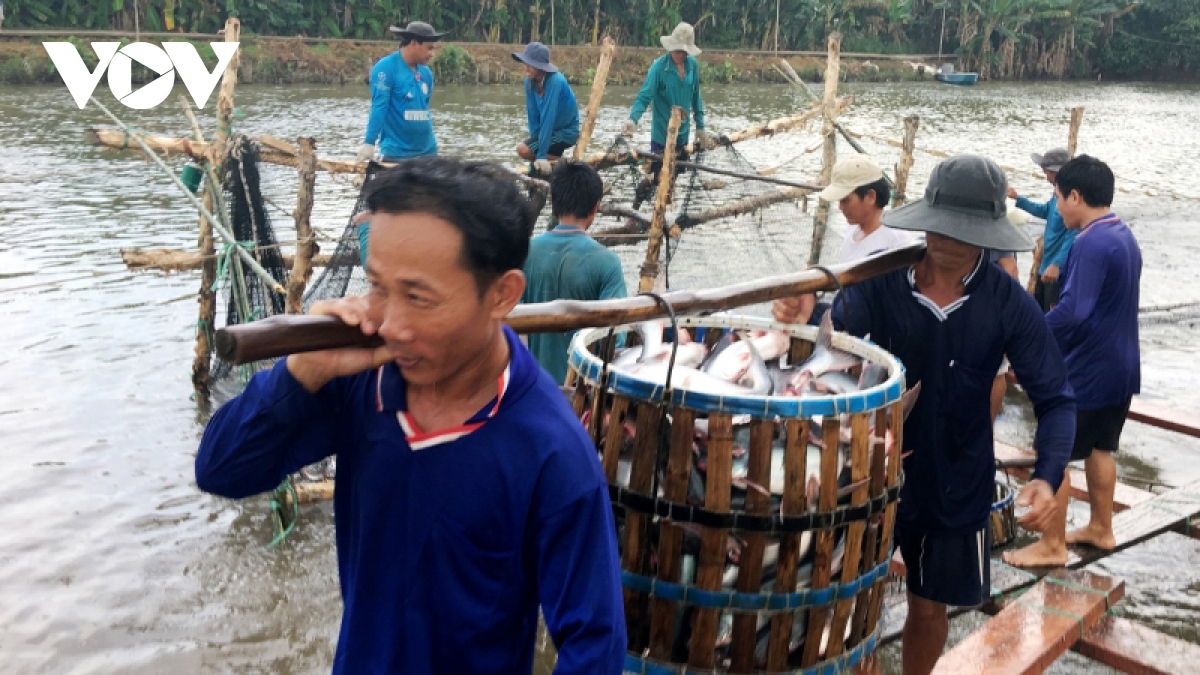 Giá cá tra tăng cao, nhưng rủi ro lớn - Ảnh 3.