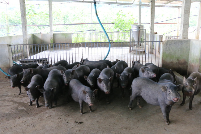 Lợn kiềng sắt là lợn gì mà nhiều nông dân Quảng Ngãi muốn nuôi, con nào lớn thương lái &quot;khênh&quot; đi hết? - Ảnh 3.