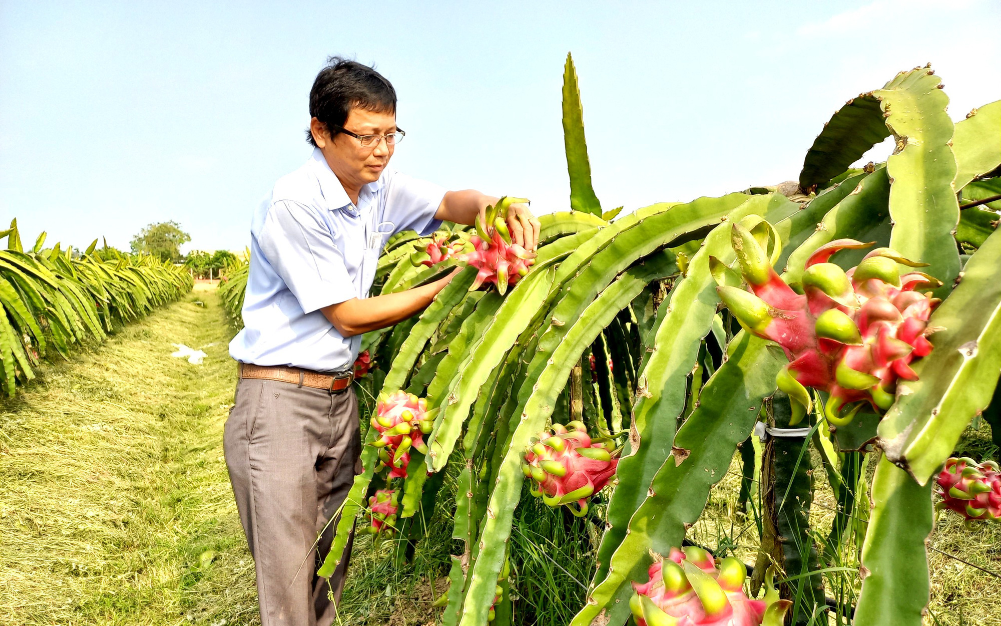 Giá cước vận chuyển thanh long sang Trung Quốc tăng gấp 3, hàng chẳng may dính Covid phải hủy, doanh nghiệp bán đất trả nợ