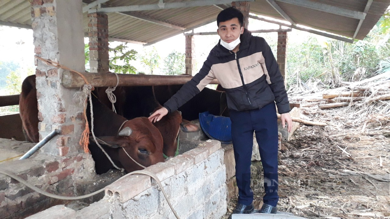 Thái Nguyên: Chăn nuôi bò sinh sản và vỗ béo chàng thanh niên dân tộc Dao mong muốn thoát nghèo - Ảnh 1.