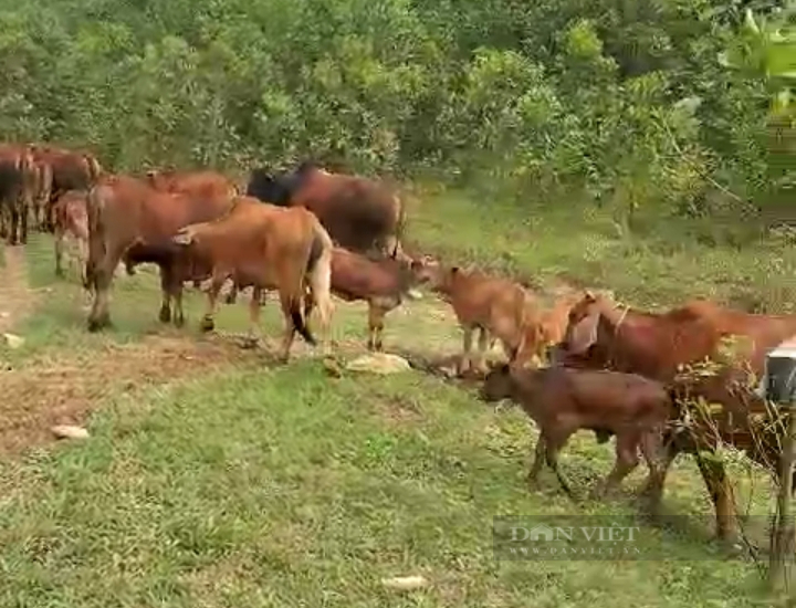 Thái Nguyên: Chăn nuôi bò sinh sản và vỗ béo chàng thanh niên dân tộc Dao mong muốn thoát nghèo - Ảnh 4.