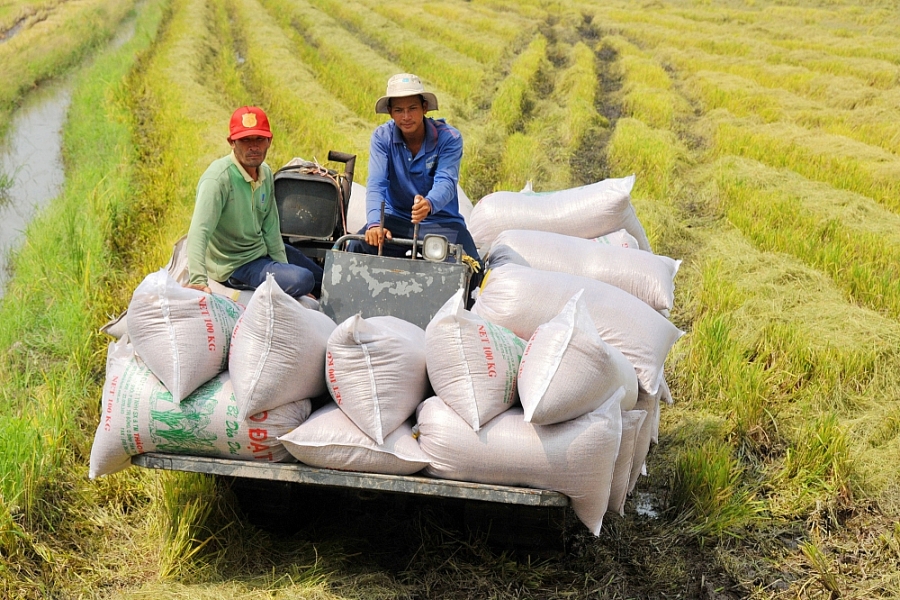 Giao dịch cầm chừng, đợi quan sát thị trường, giá lúa gạo sẽ ra sao? - Ảnh 1.