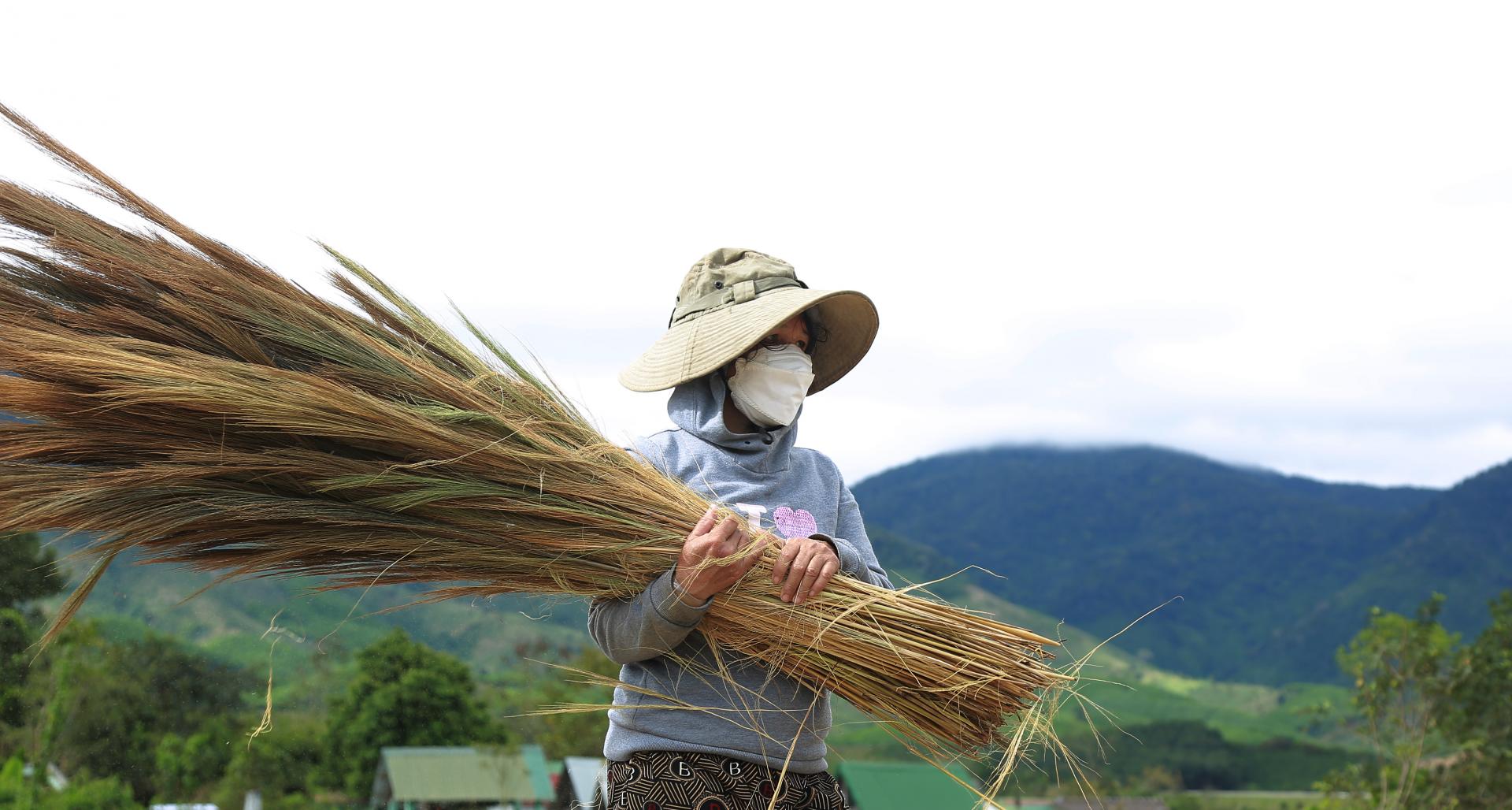 Thứ cây ví như &quot;lộc trời&quot; trổ bông miên man ở Đắk Lắk là cây gì mà dân vô rừng hái đem về bán? - Ảnh 4.