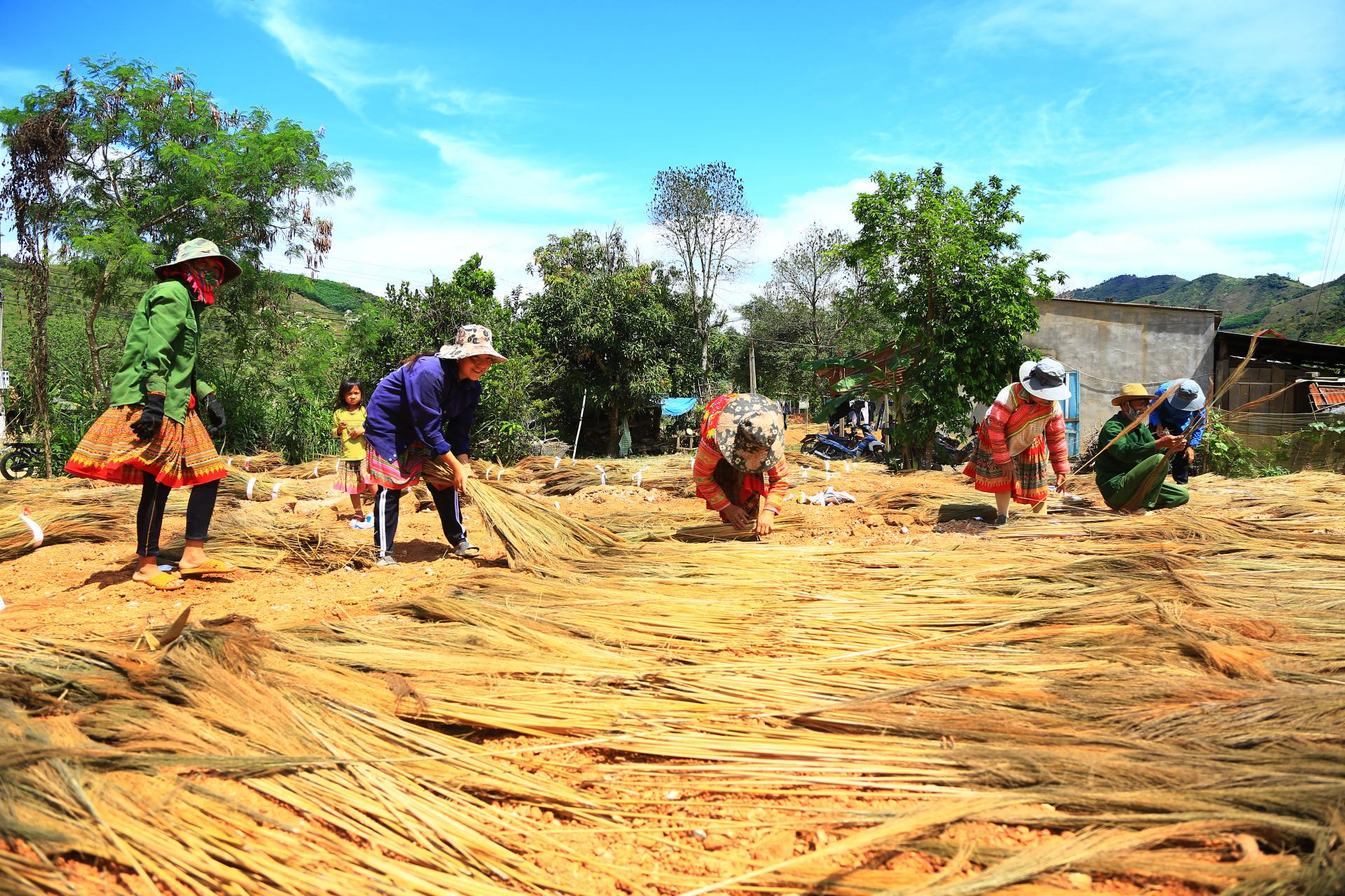 Thứ cây ví như &quot;lộc trời&quot; trổ bông miên man ở Đắk Lắk là cây gì mà dân vô rừng hái đem về bán? - Ảnh 7.