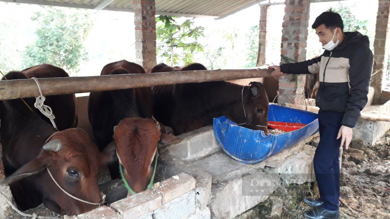 Thái Nguyên: Chăn nuôi bò sinh sản và vỗ béo chàng thanh niên dân tộc Dao mong muốn thoát nghèo - Ảnh 3.