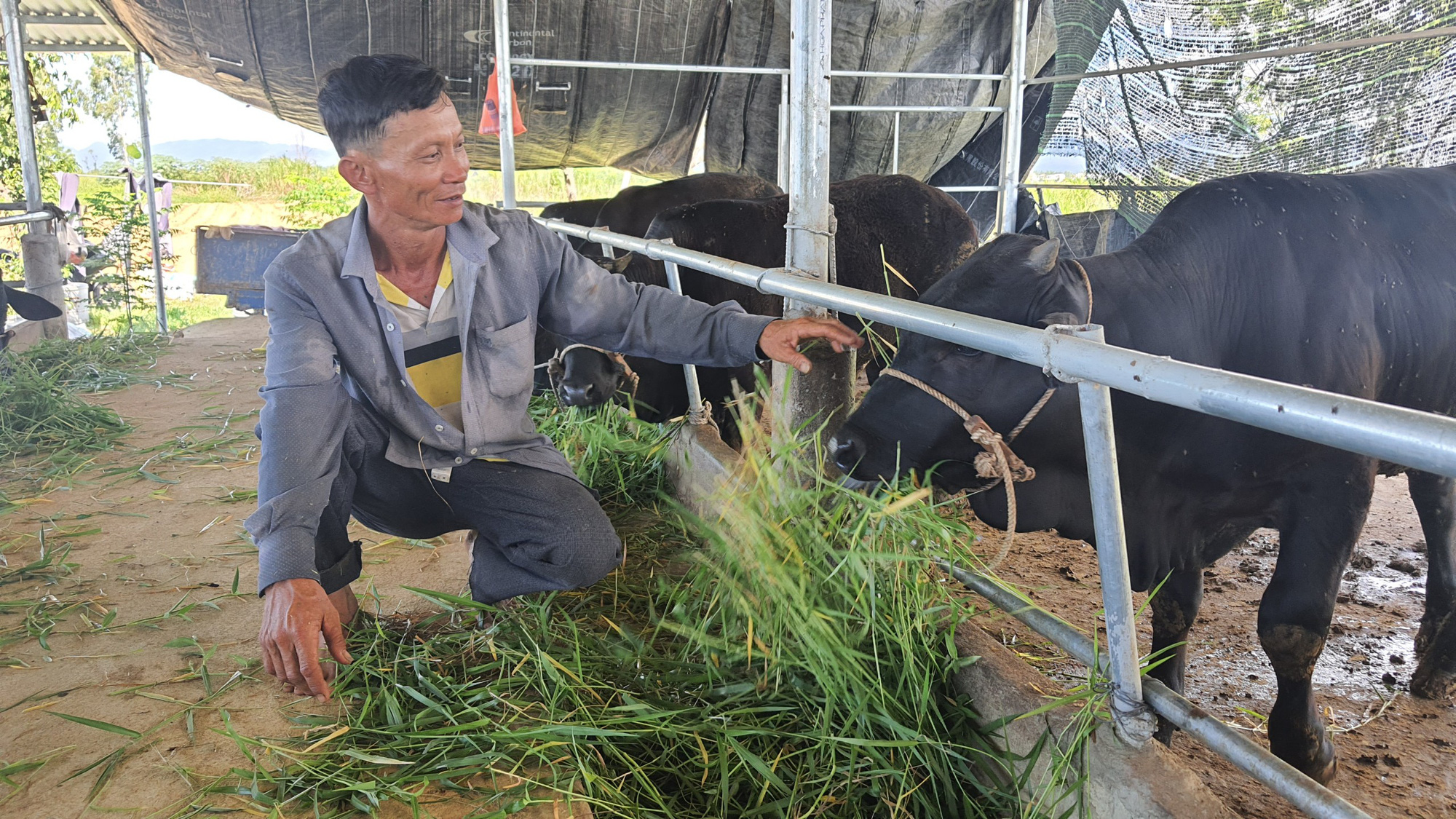 Quảng Nam: Dự kiến mở phiên chợ trâu, bò tạo điều kiện cho nông dân giao thương - Ảnh 2.