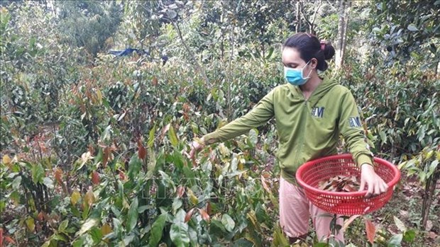Trồng rau rừng thành công trong vườn nhà, có loại rau rừng đặc sản nông dân Bình Phước bán đắt như thịt lợn - Ảnh 5.
