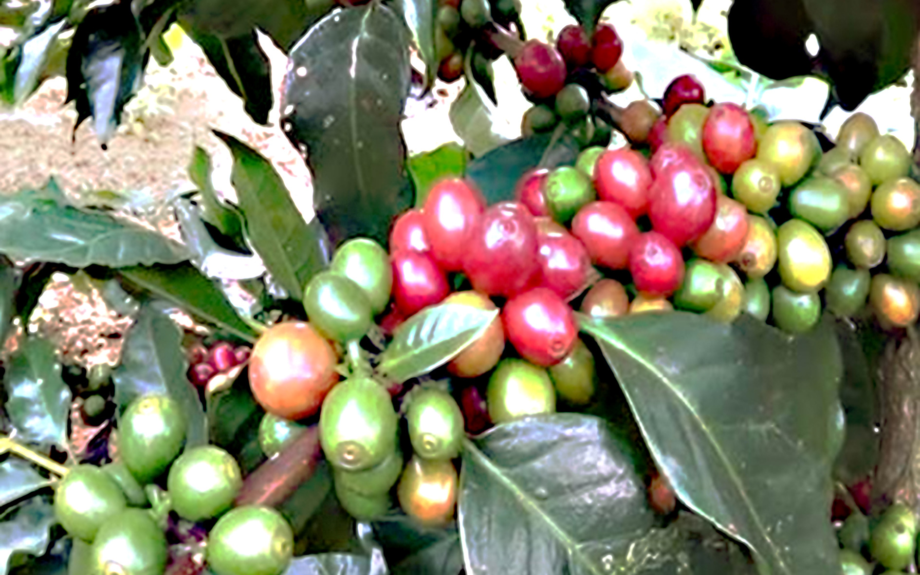 Giá cà phê nhân Đắk Lắk rơi mạnh, nông dân chia sẻ cách trị tuyến trùng trên cây cà phê
