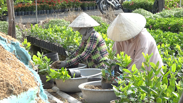Mới xong vụ cây cảnh Tết, cả làng này ở Đồng Tháp lại tất bật trồng cây công trình bán đi khắp nước - Ảnh 1.