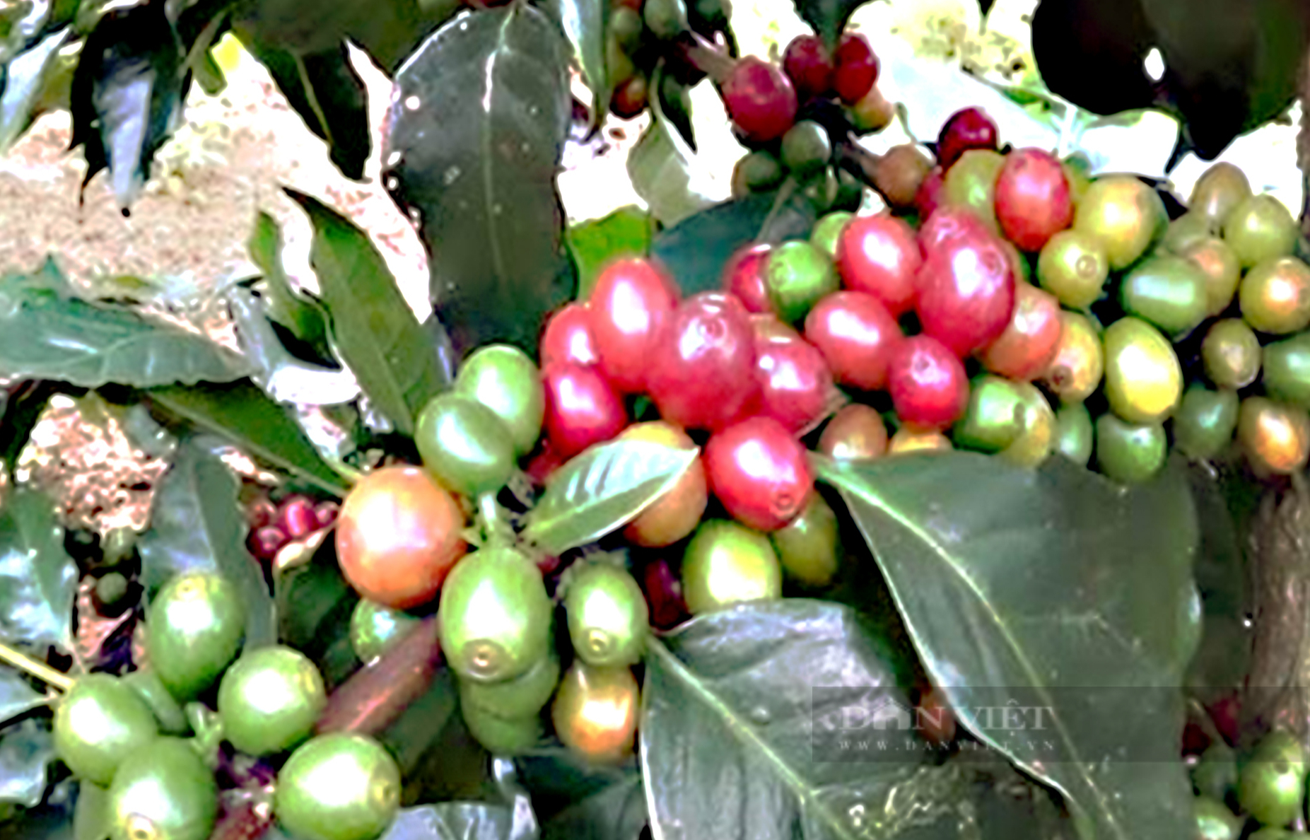 Giá cà phê nhân Đắk Lắk rớt mạnh, nông dân chia sẻ cách trị tuyến trùng - Ảnh 1.